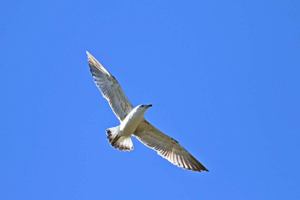 Conferma identificazione - Gavina ( Larus canus )