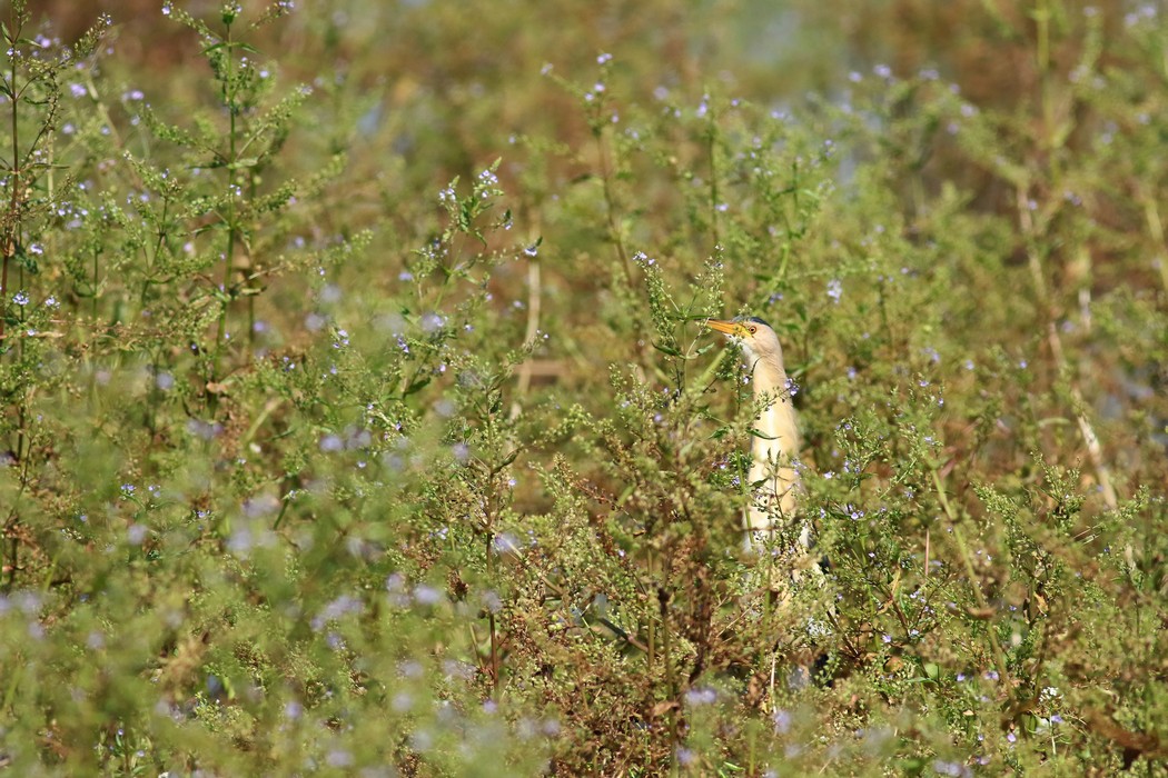 Tarabusino ( Ixobrychus minutus )