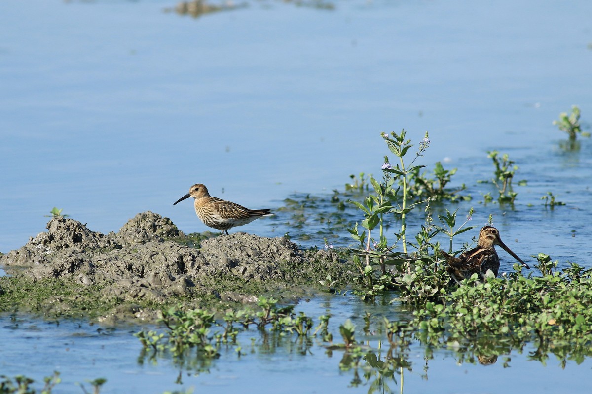 Piovanello pancianera (Calidris alpina )