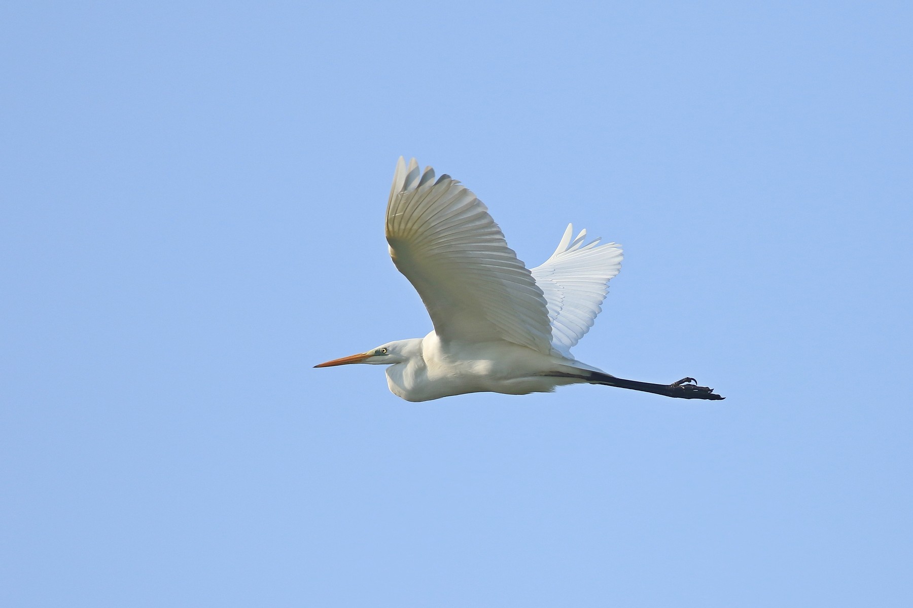 L''eleganza dell''Airone bianco maggiore