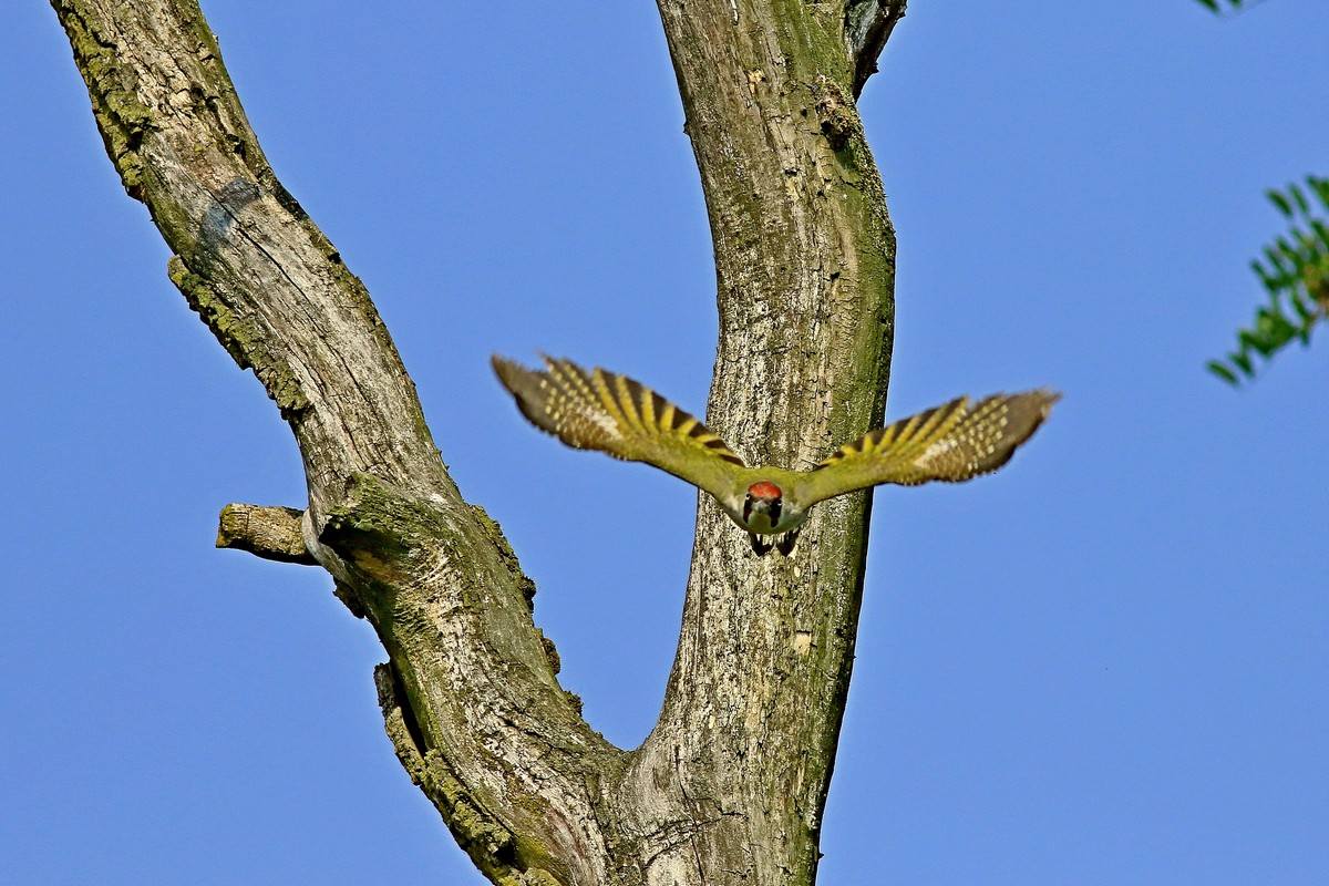 Picchio verde