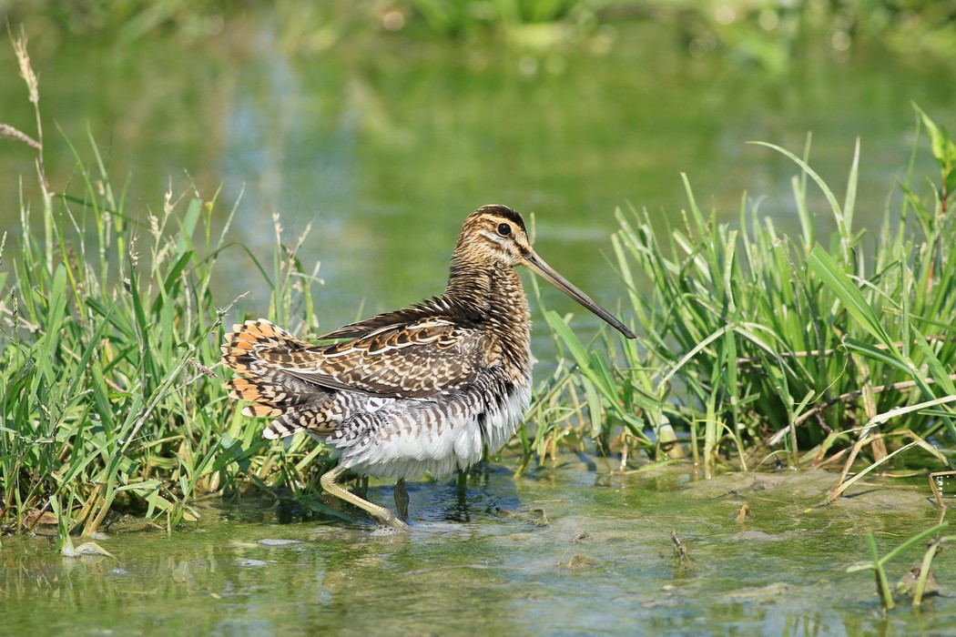 Beccaccino ( Gallinago gallinago )