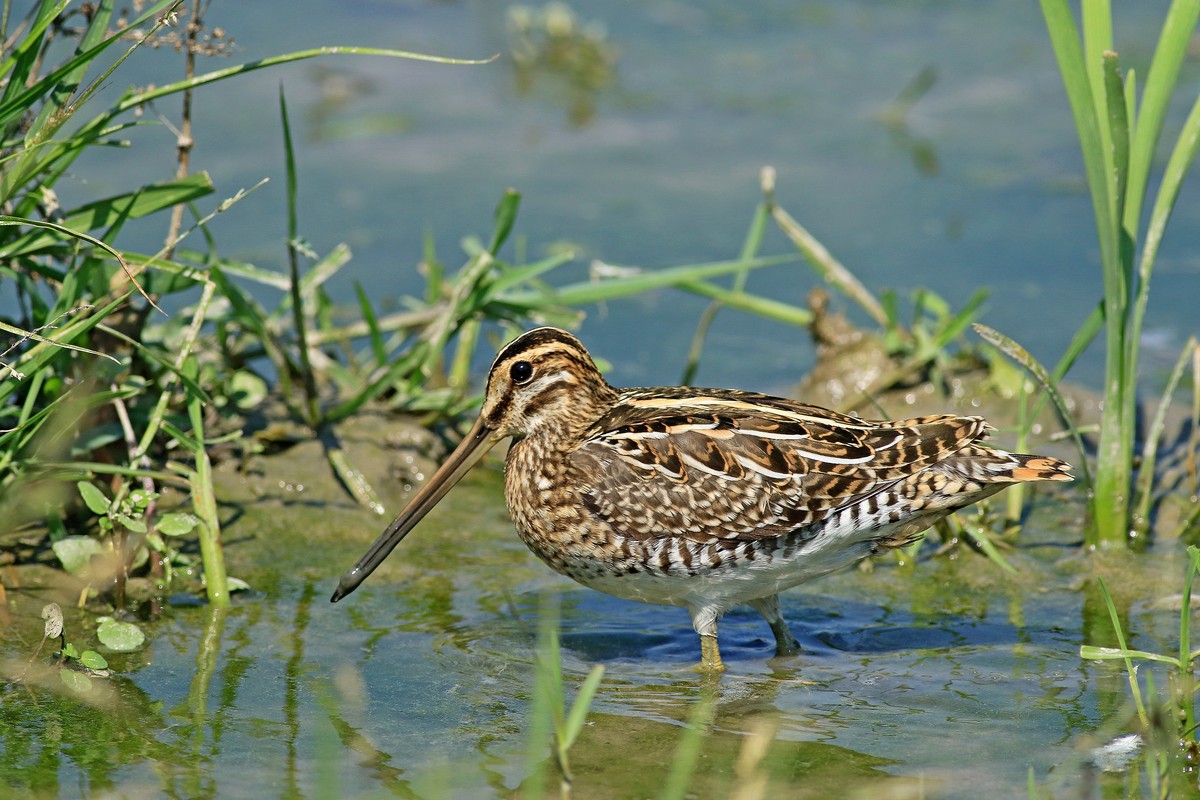 Beccaccino ( Gallinago gallinago )