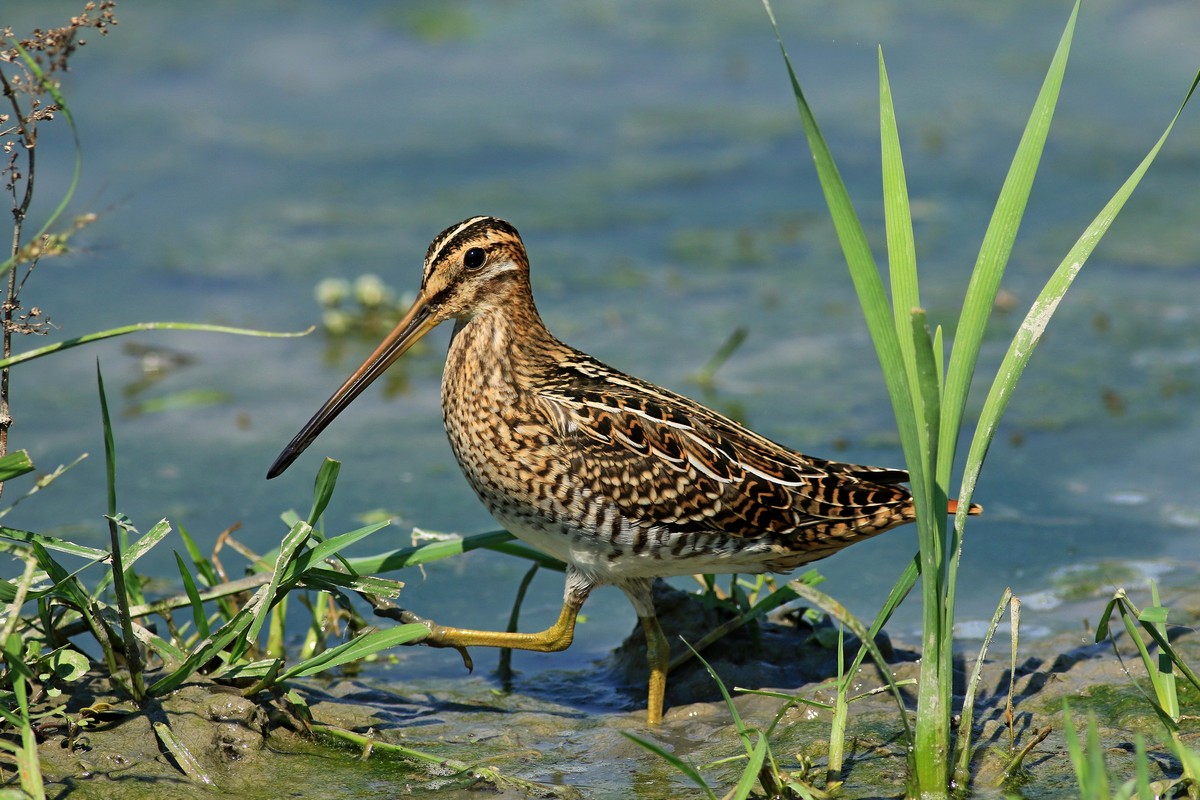 Beccaccino ( Gallinago gallinago )