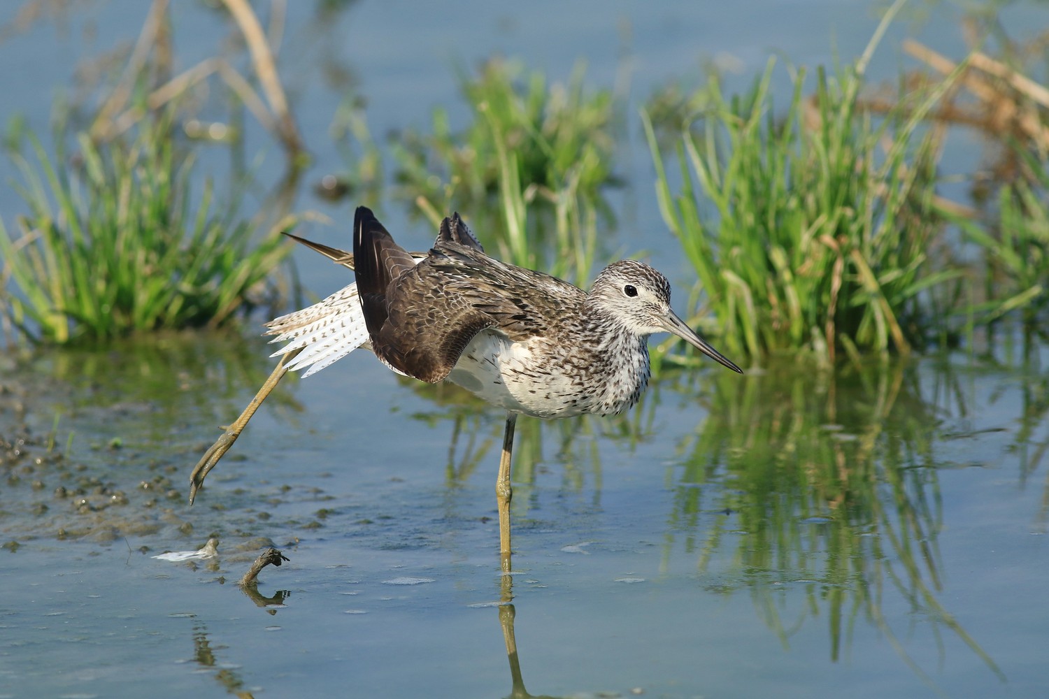 Pantana ( Tringa nebularia )