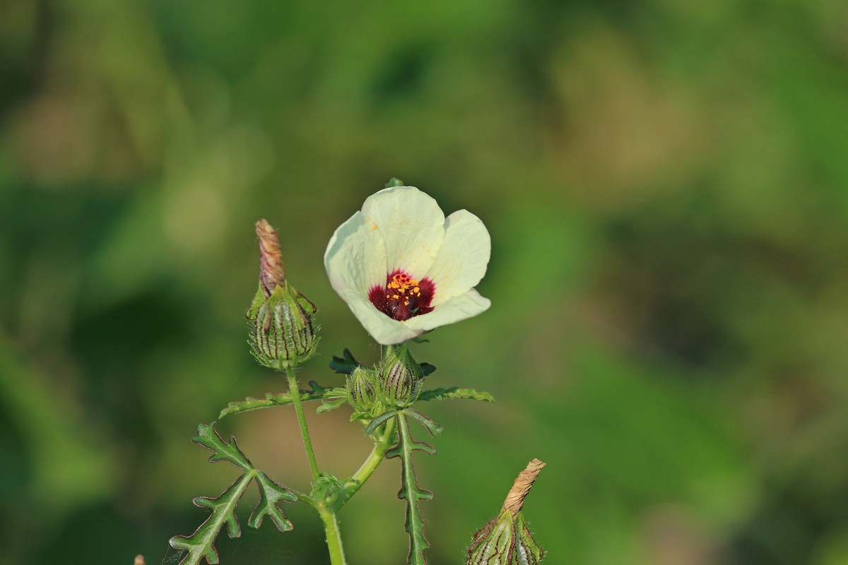 Hibiscus trionum / Ibisco vescicoso