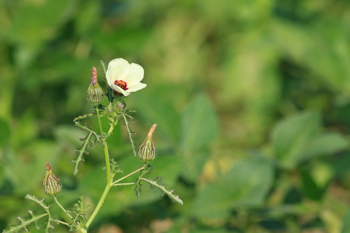 Hibiscus trionum / Ibisco vescicoso