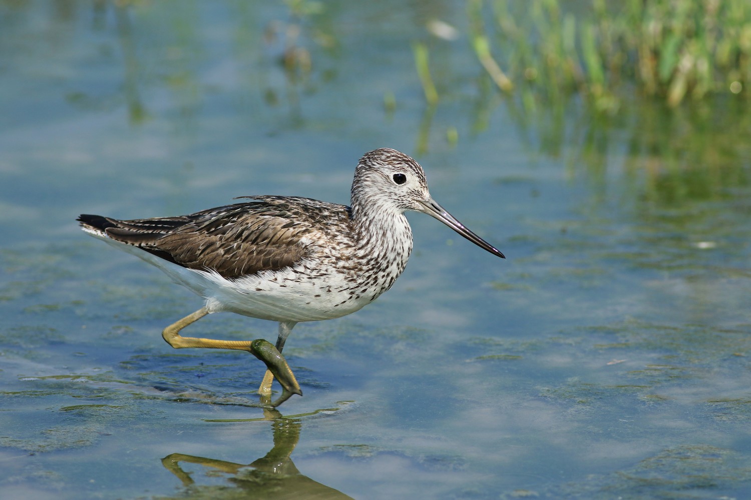 Pantana ( Tringa nebularia )