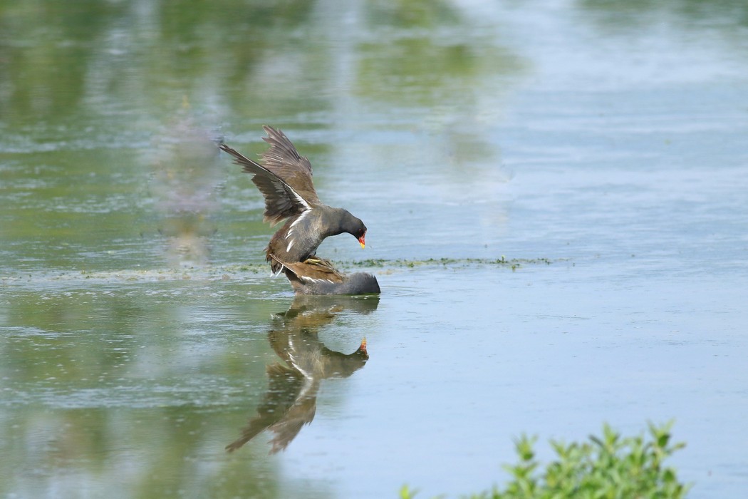 Gallinelle d''acqua (Gallinula chloropus ) -duello multiplo- fotoracconto