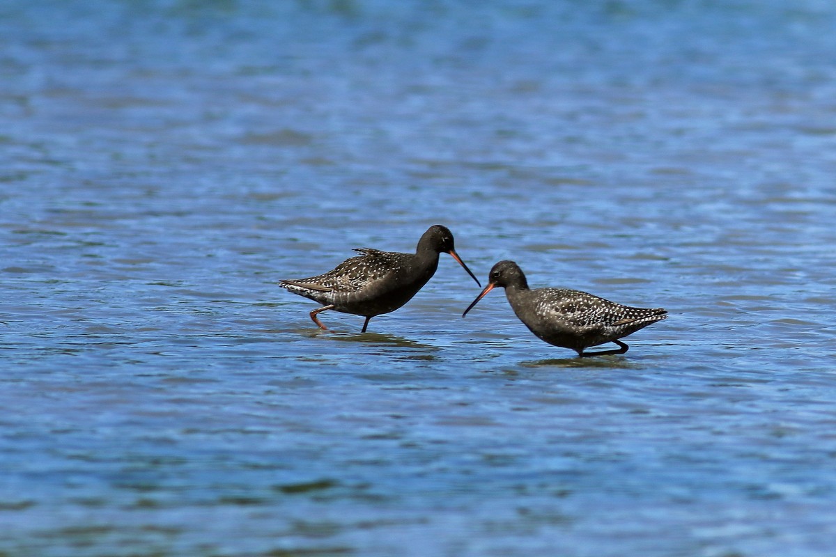 Totano moro ( Tringa erythropus )