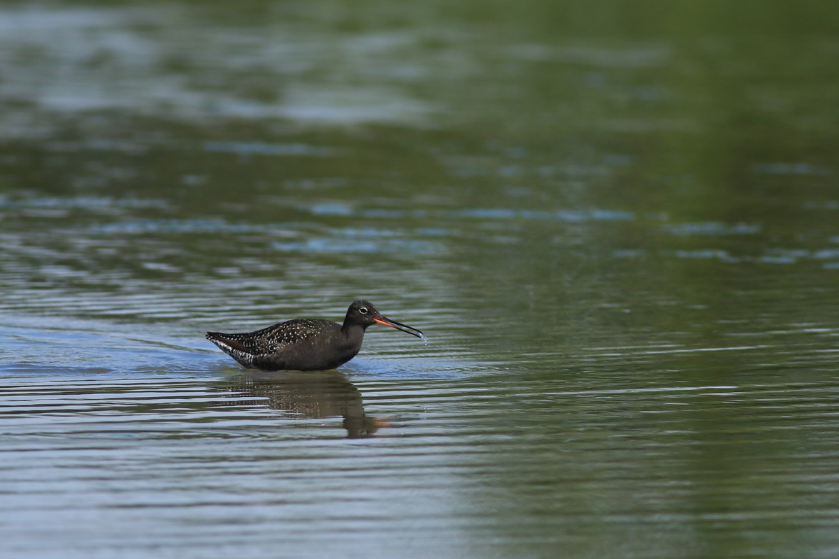 Totano moro ( Tringa erythropus )