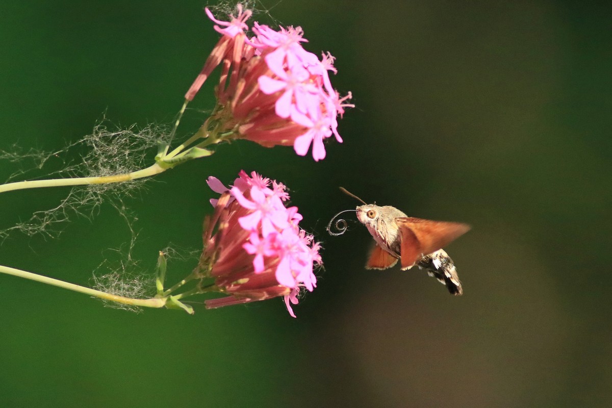 Macroglossum stellatarum