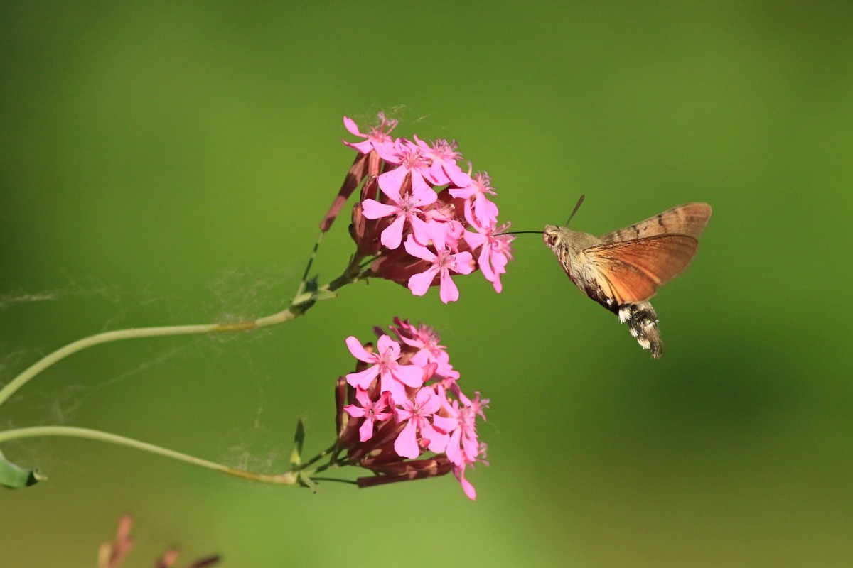 Macroglossum stellatarum