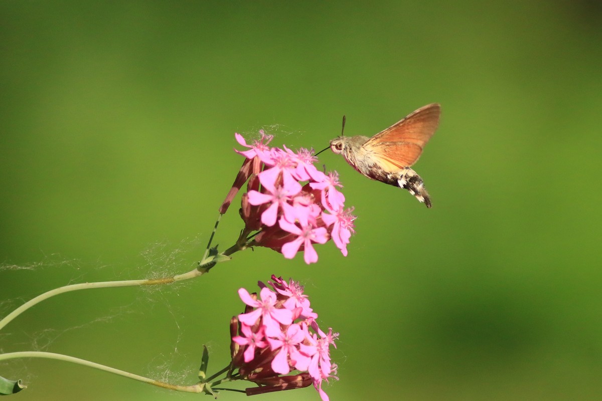 Macroglossum stellatarum