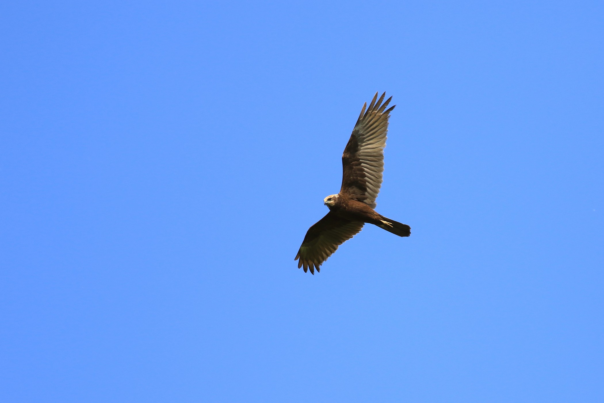 Falco di Palude ( Circus aeruginosus ) femmina