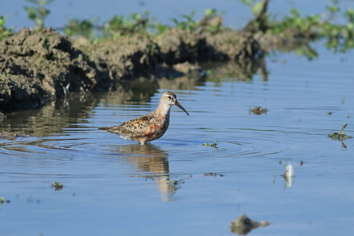 Piovanello comune ( Calidris ferruginea )