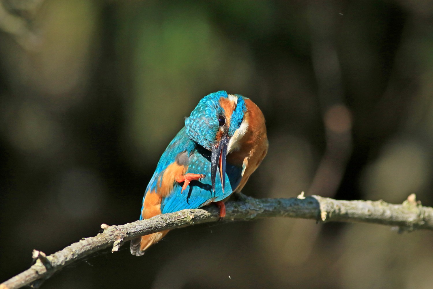 Martin pescatore (Alcedo atthis) ♂  anche con preda