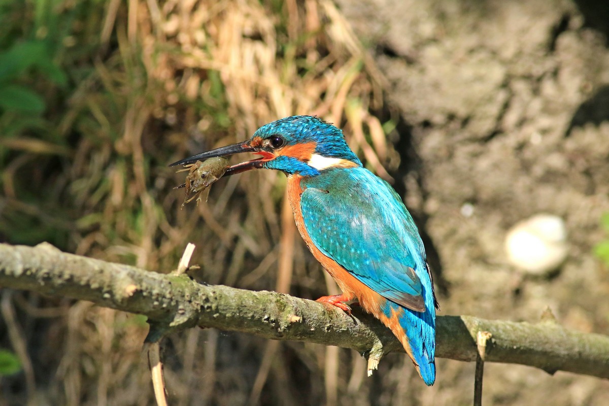 Martin pescatore (Alcedo atthis) ♂  anche con preda