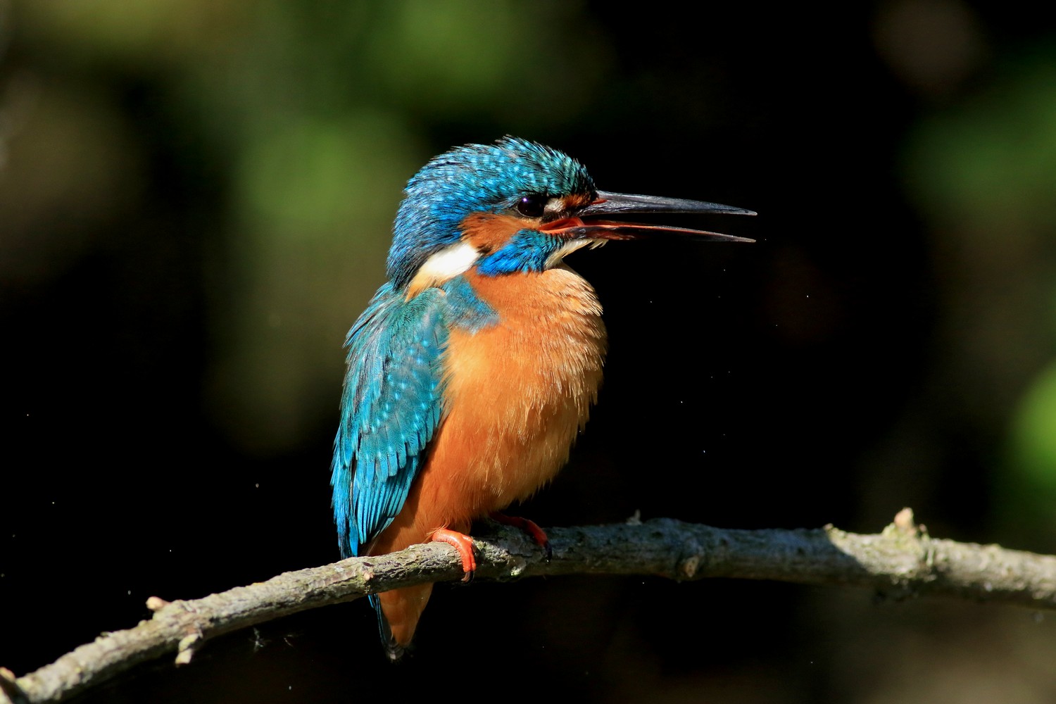 Martin pescatore (Alcedo atthis) ♂  anche con preda