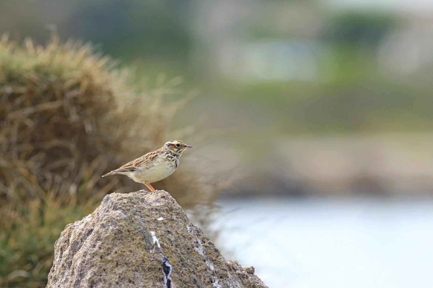 Tottavilla (Lullula arborea)