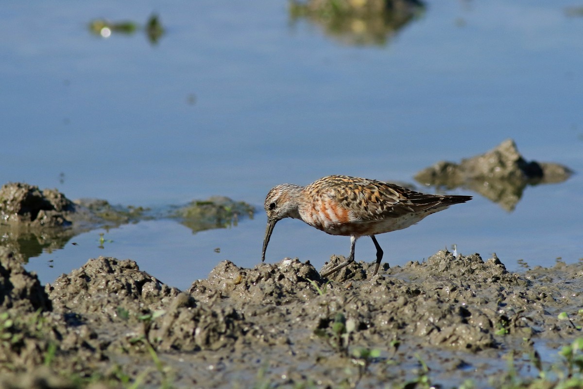 Piovanello comune ( Calidris ferruginea )