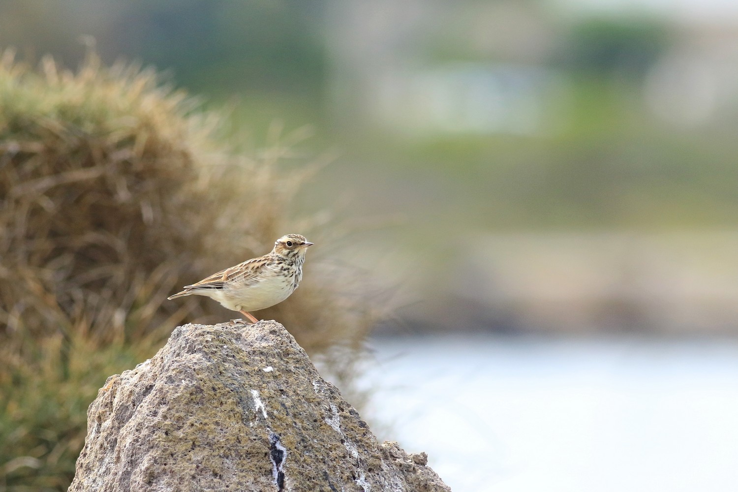 Tottavilla (Lullula arborea)