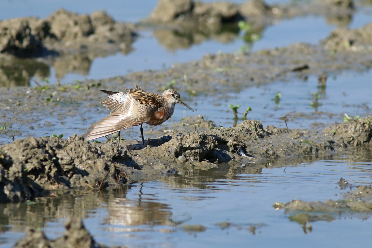 Piovanello comune ( Calidris ferruginea )