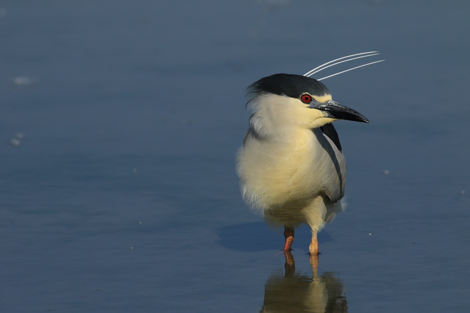 Nitticora (Nycticorax nycticorax )