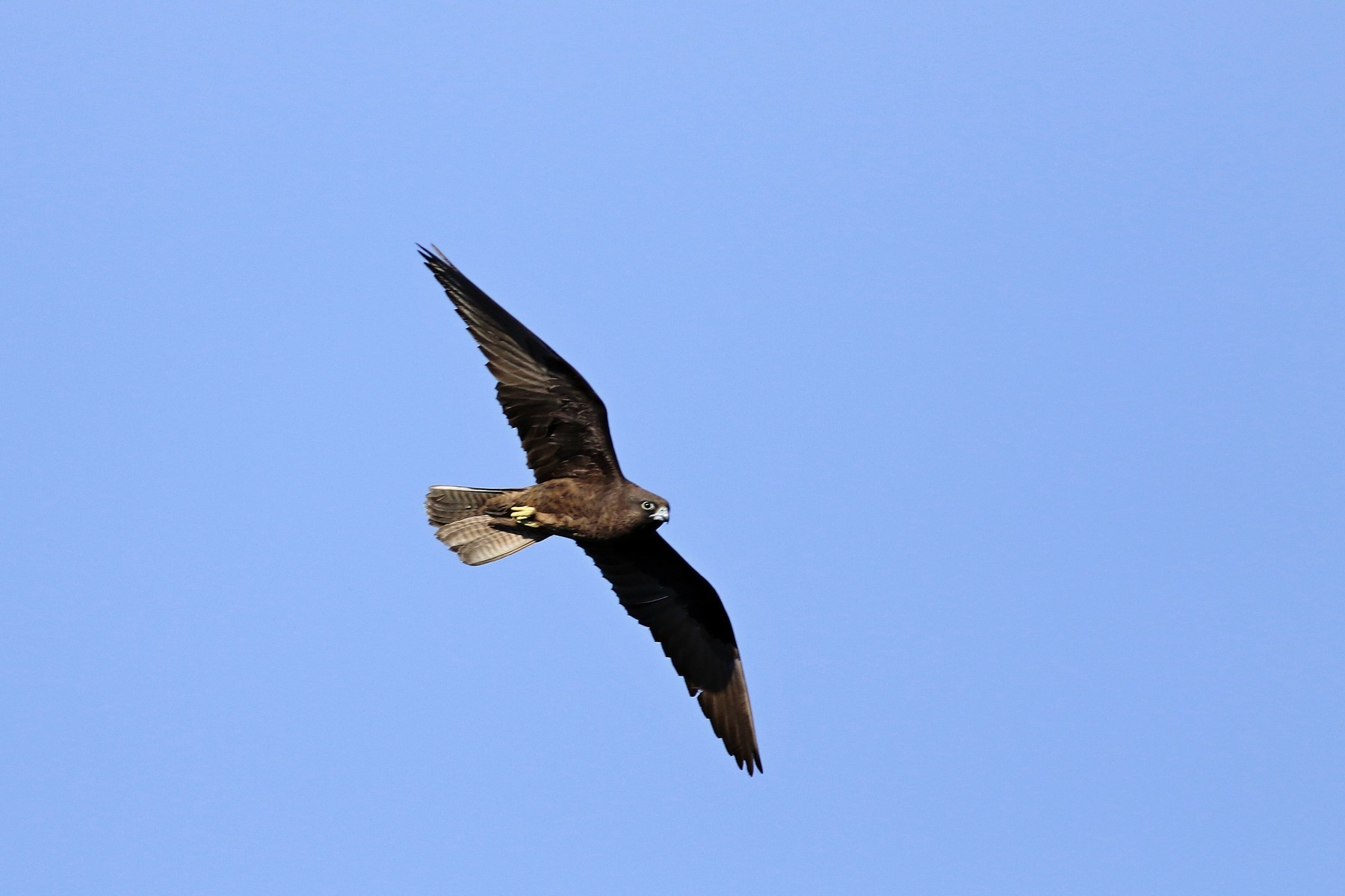 Falco della regina ( Falco eleonorae )