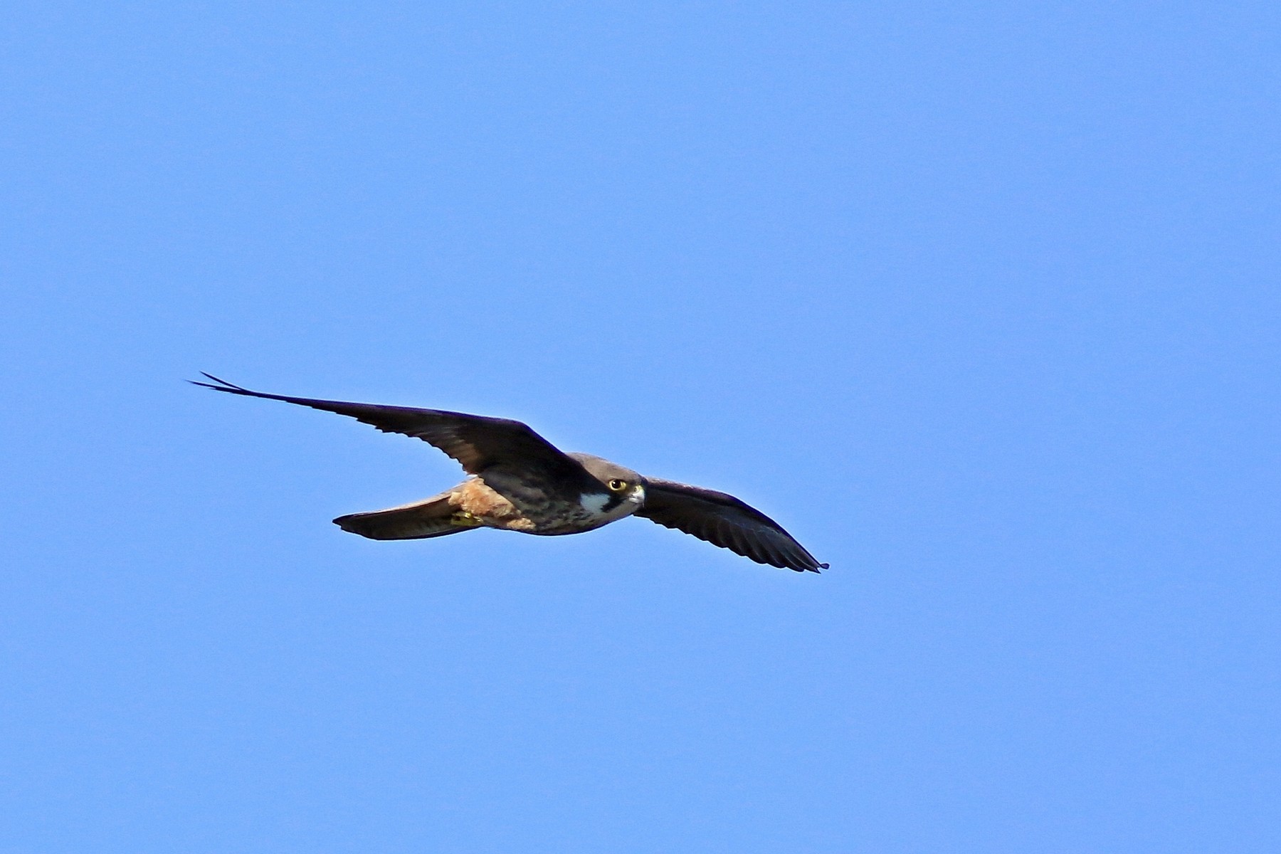 Falco della regina ( Falco eleonorae )