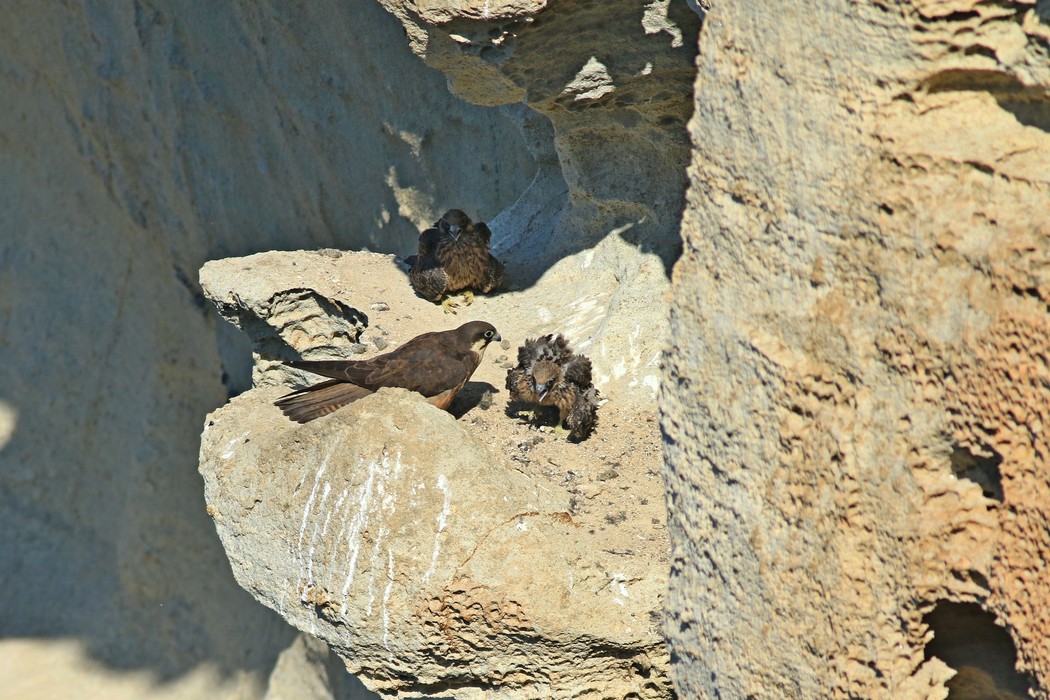 Falco della regina ( Falco eleonorae )