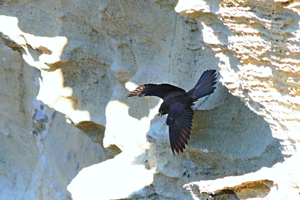 Falco della regina ( Falco eleonorae )