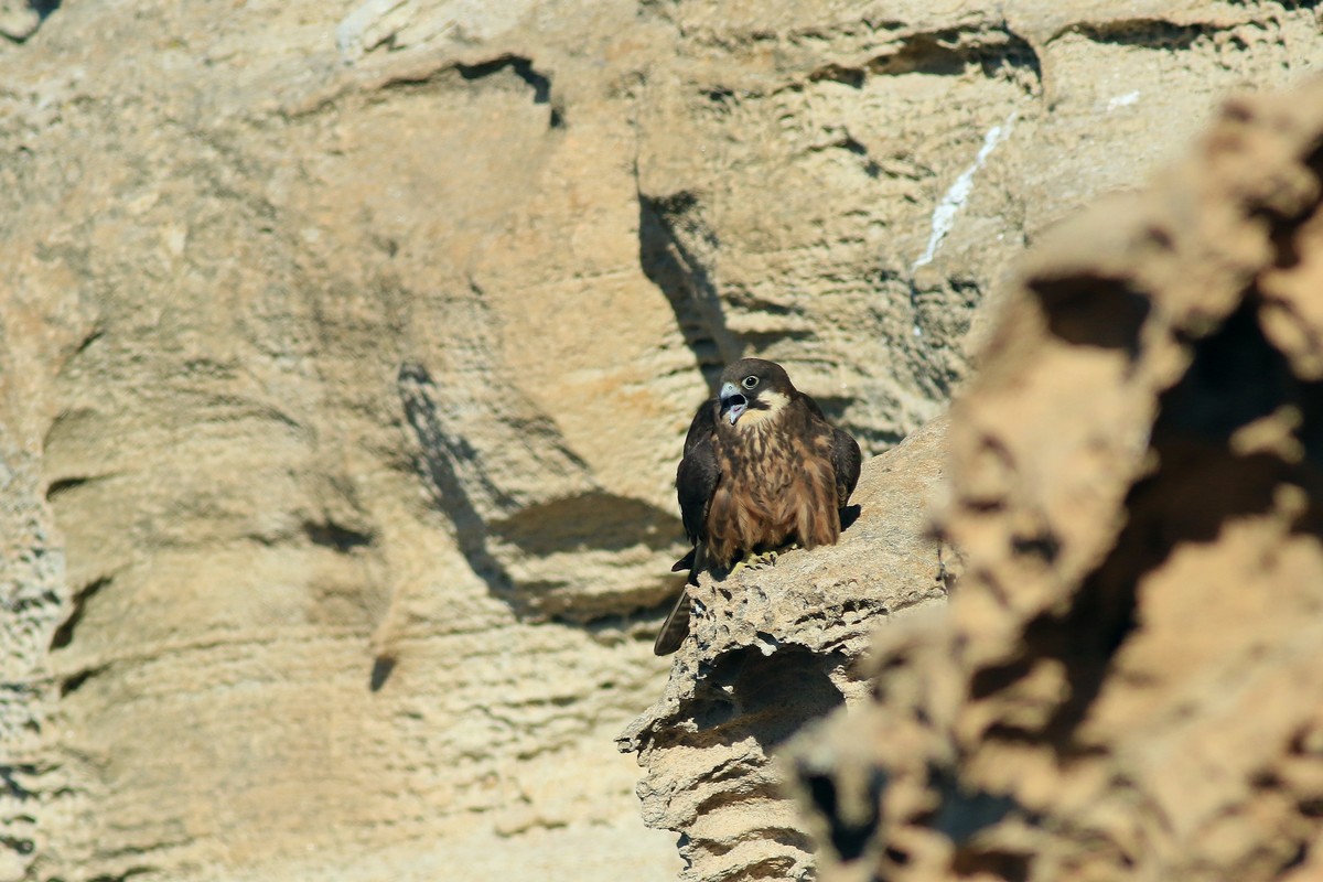 Falco della regina ( Falco eleonorae )