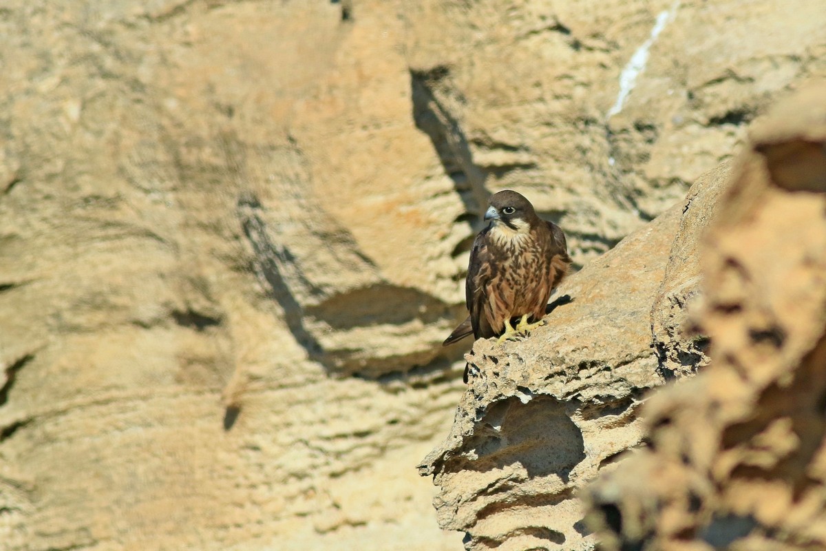 Falco della regina ( Falco eleonorae )