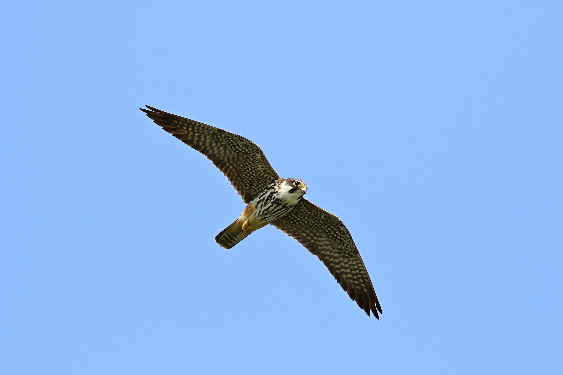 Lodolaio  (Falco subbuteo)