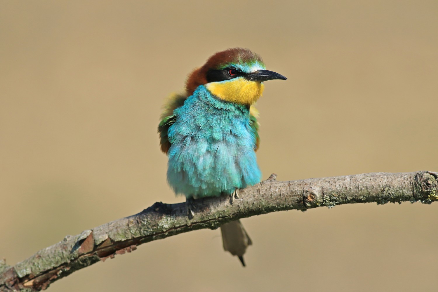 Gruccioni ( Merops apiaster ) con accoppiamento