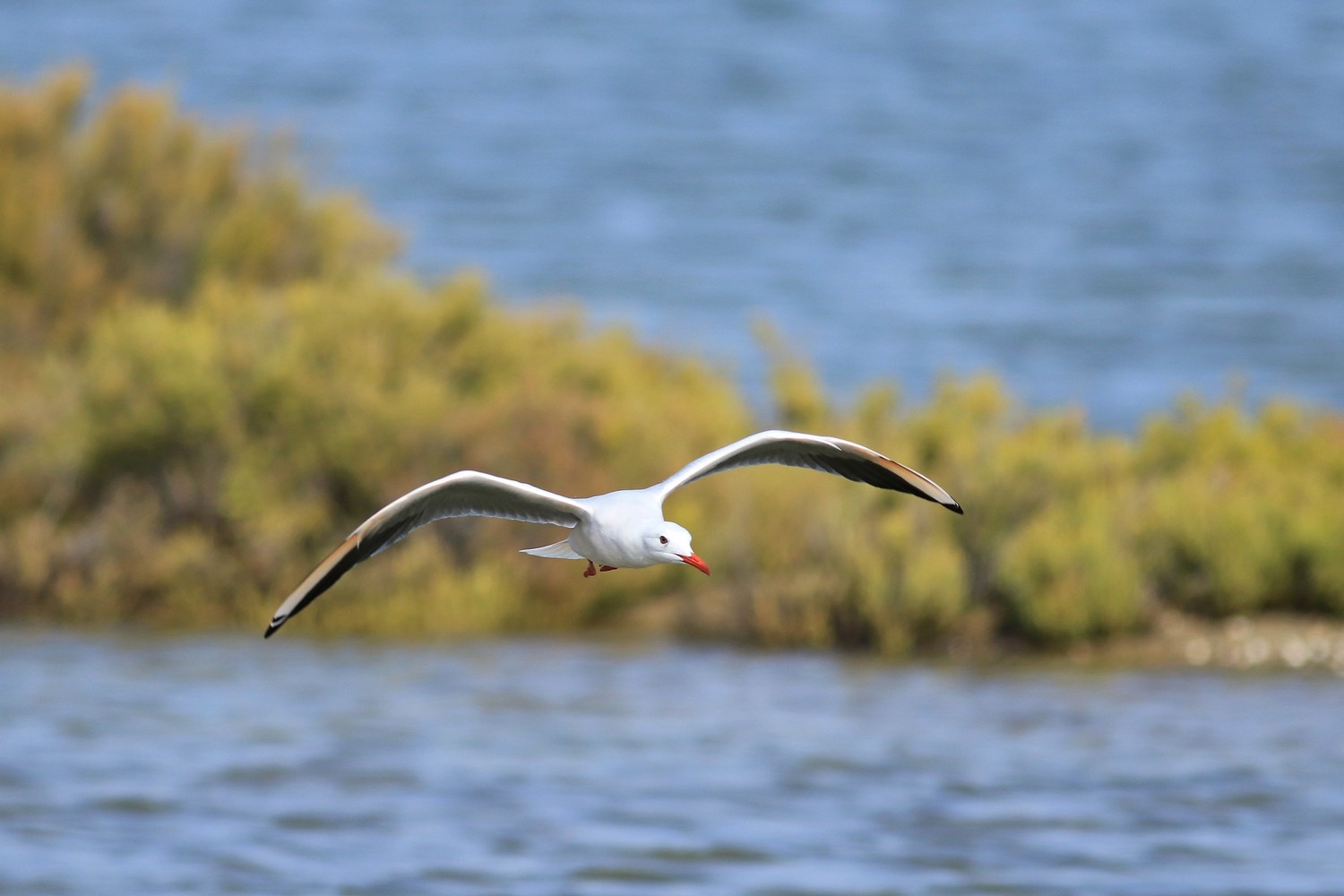 Gabbiano roseo ( Chroicocephalus genei )