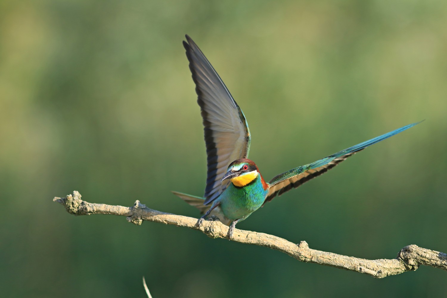 Gruccioni ( Merops apiaster ) con accoppiamento