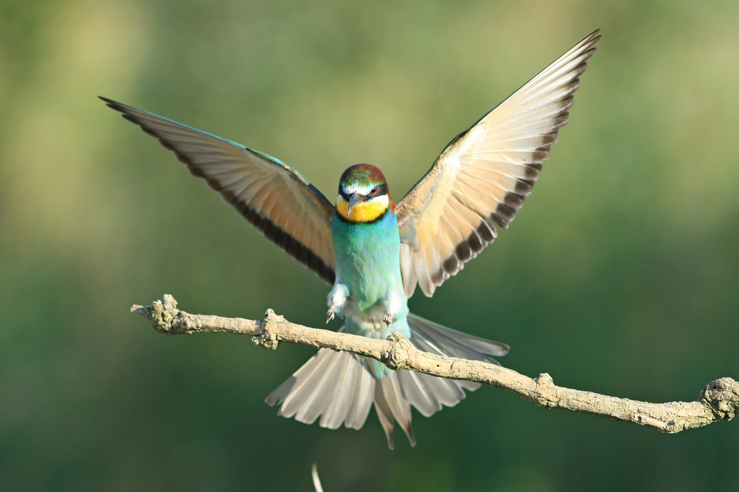 Gruccioni ( Merops apiaster ) con accoppiamento