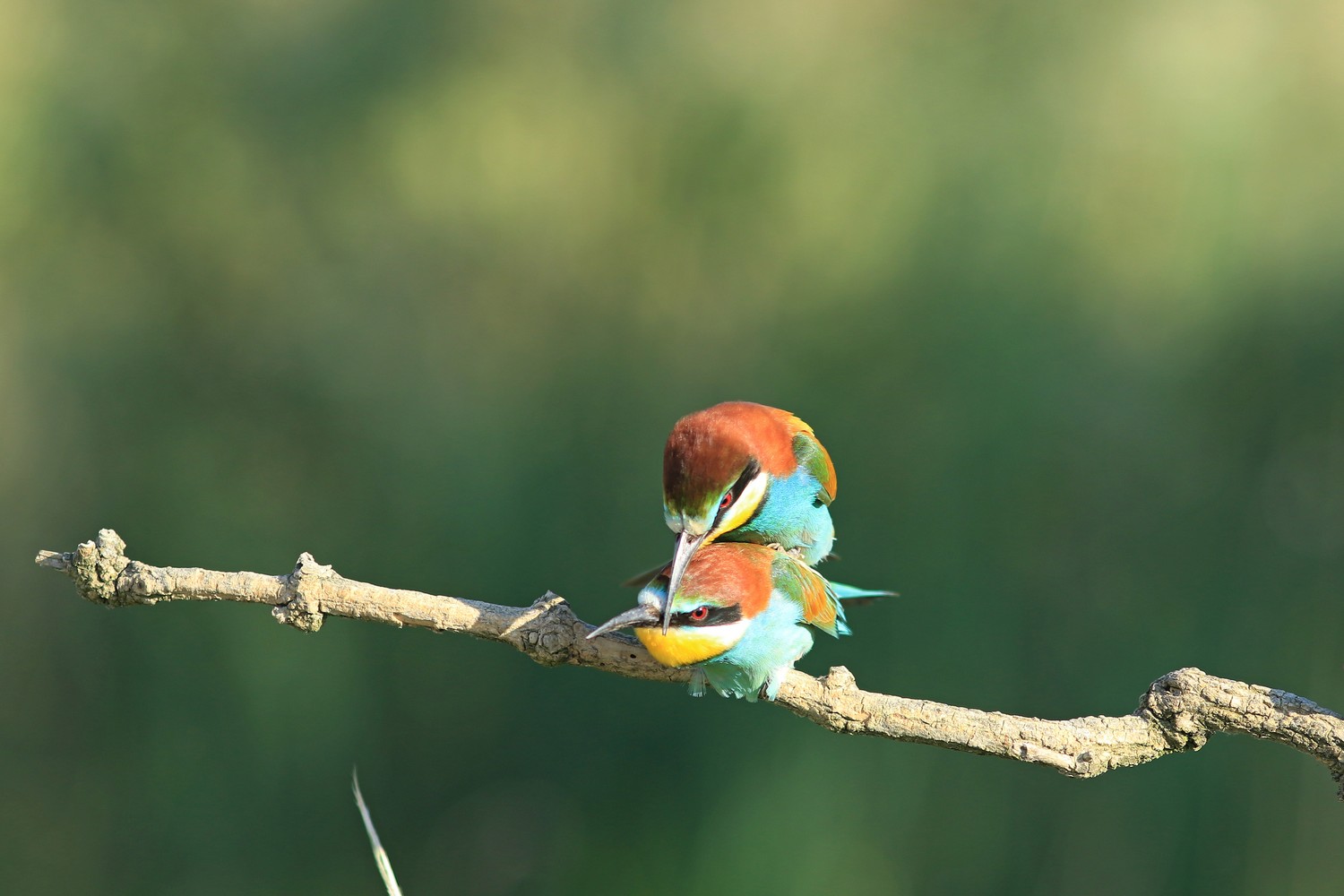 Gruccioni ( Merops apiaster ) con accoppiamento