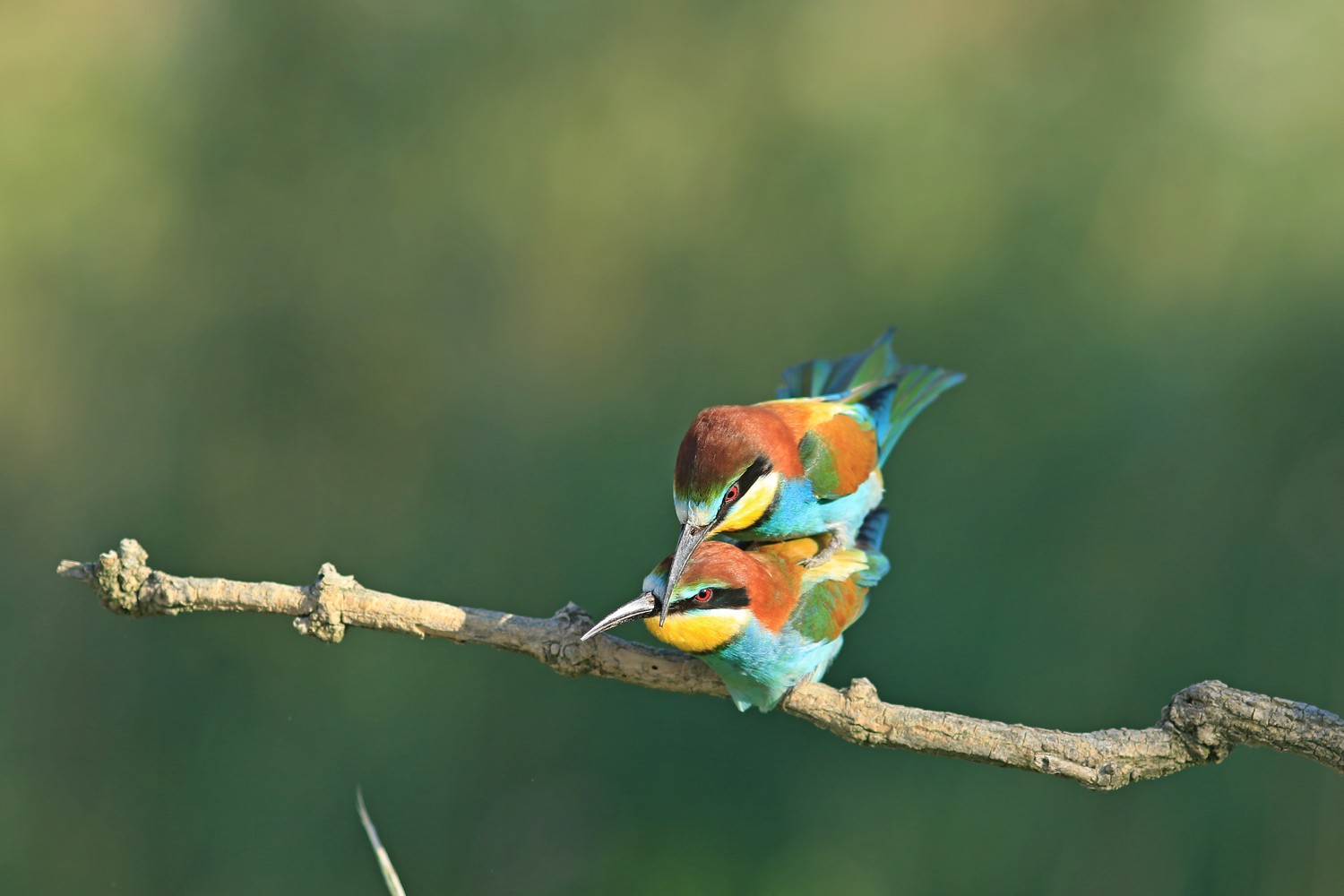 Gruccioni ( Merops apiaster ) con accoppiamento