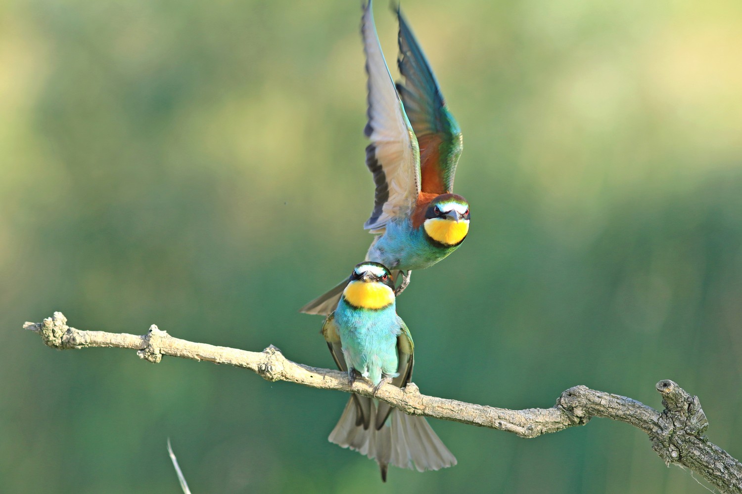 Gruccioni ( Merops apiaster ) con accoppiamento