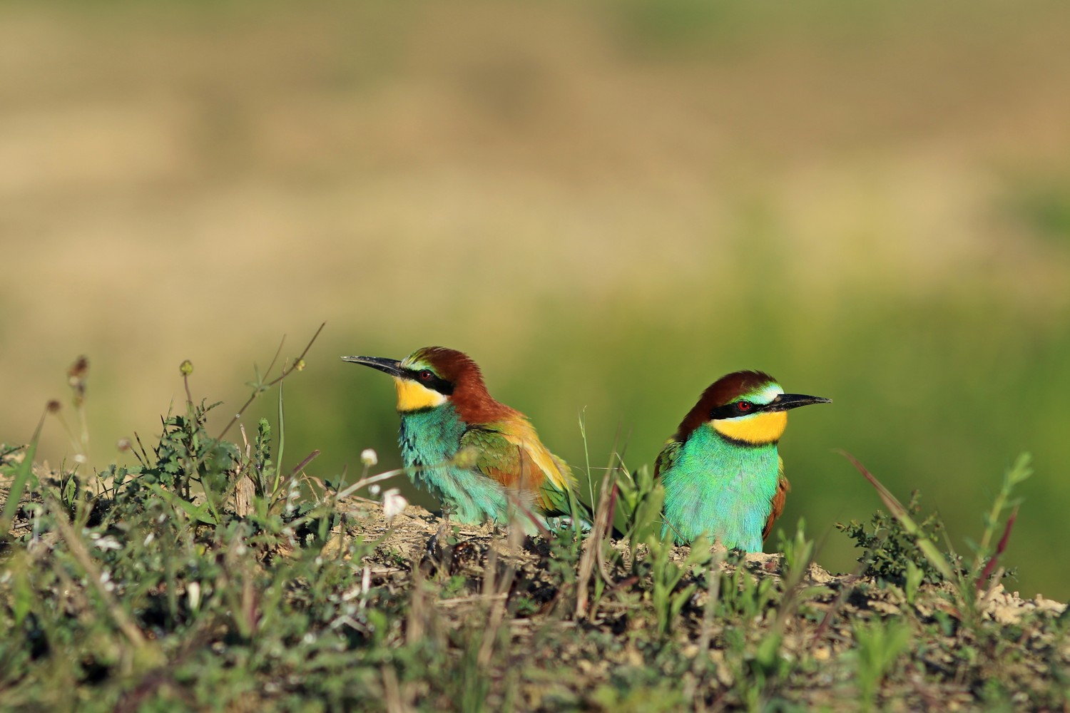 Gruccioni ( Merops apiaster ) con accoppiamento