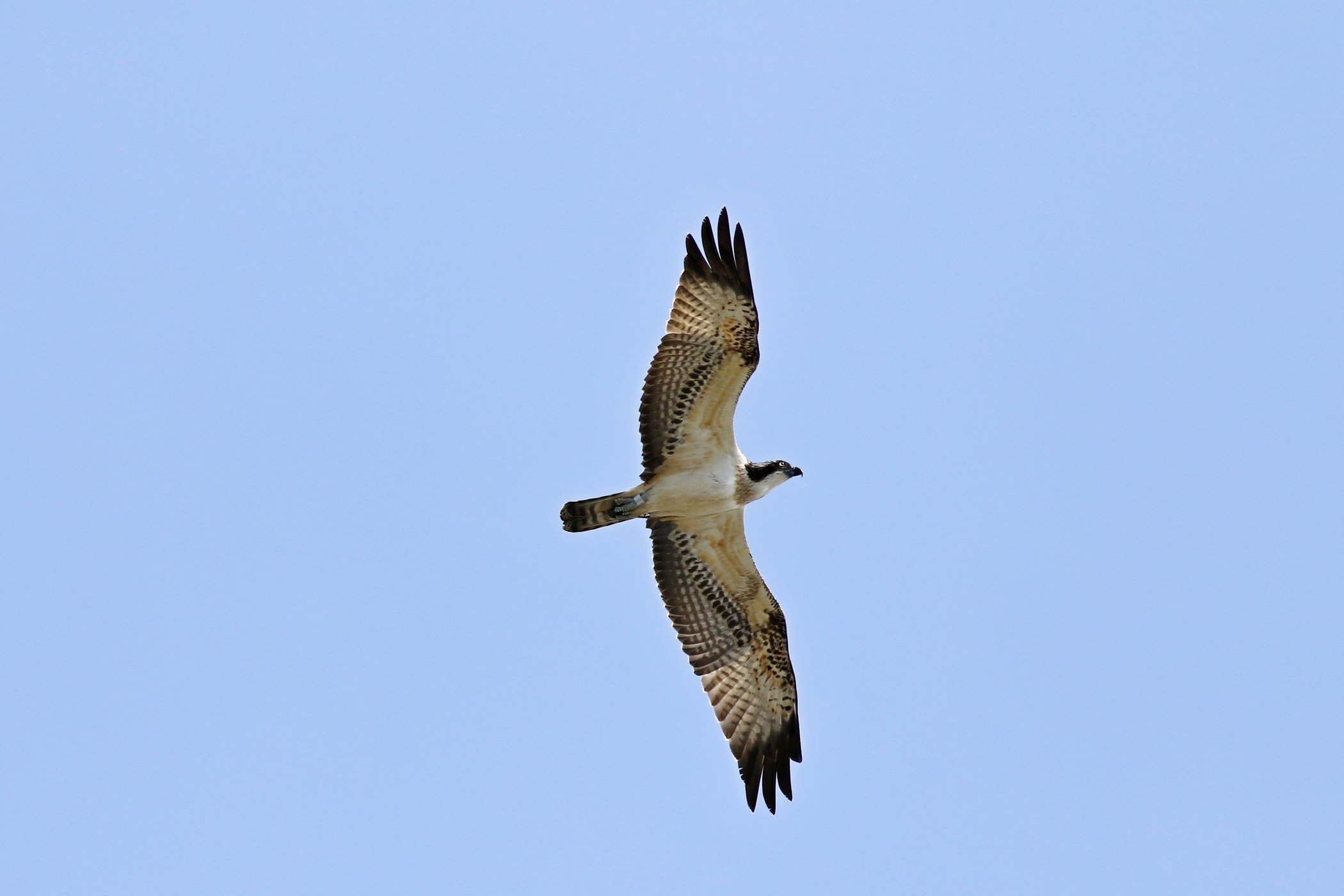 Falco pescatore