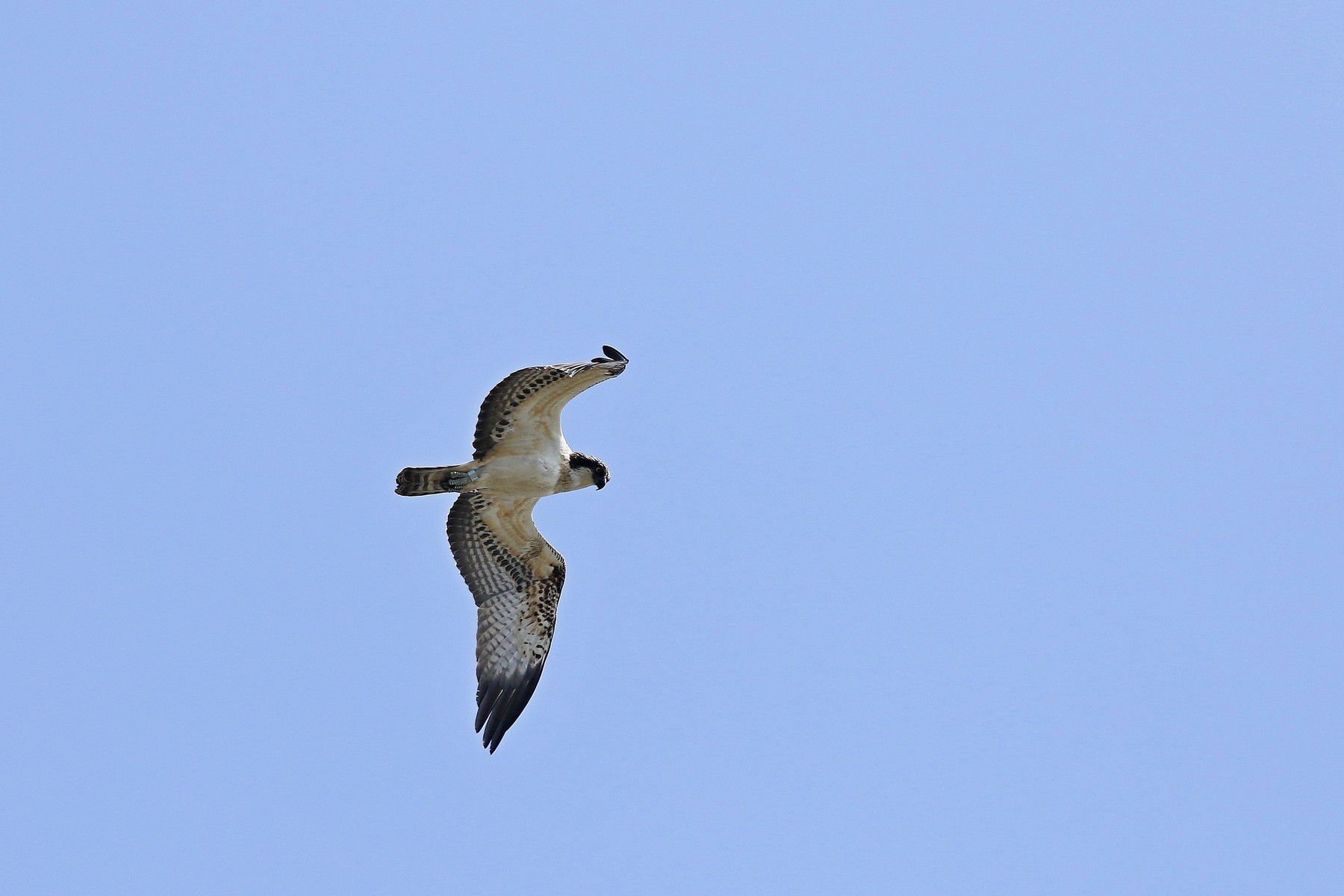 Falco pescatore