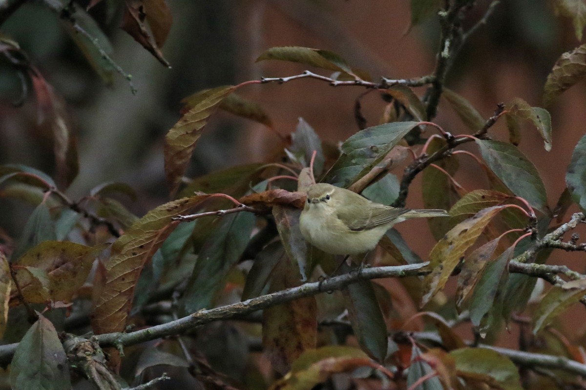 Aiuto identificazione - Lu piccolo o Lu bianco ?