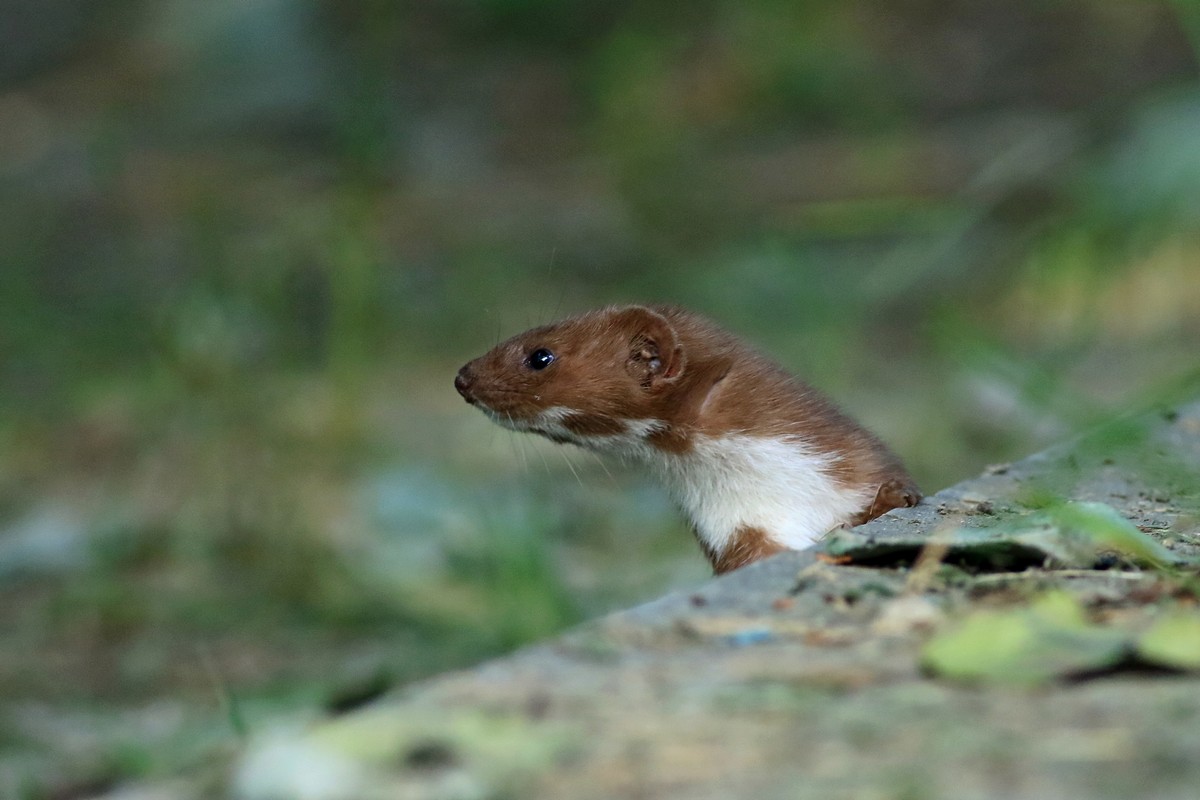 Donnola ( Mustela nivalis )