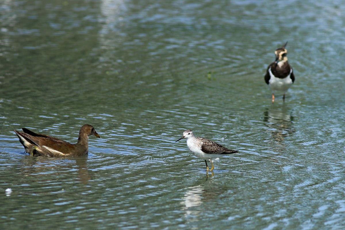 Albastrello ( Tringa stagnatilis )? - conferma identificazione