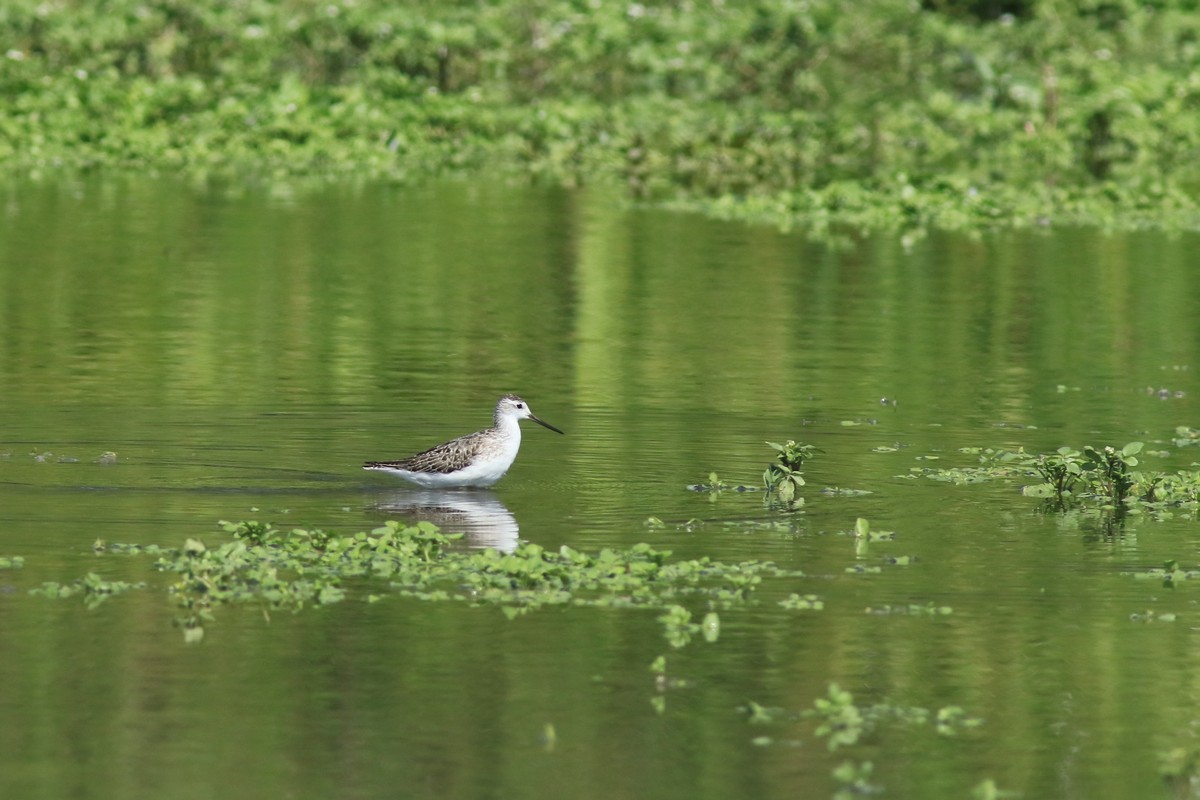 Albastrello ( Tringa stagnatilis )? - conferma identificazione