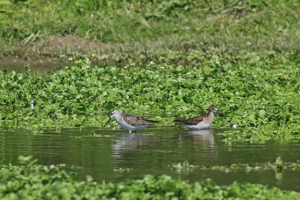 Albastrello ( Tringa stagnatilis )? - conferma identificazione